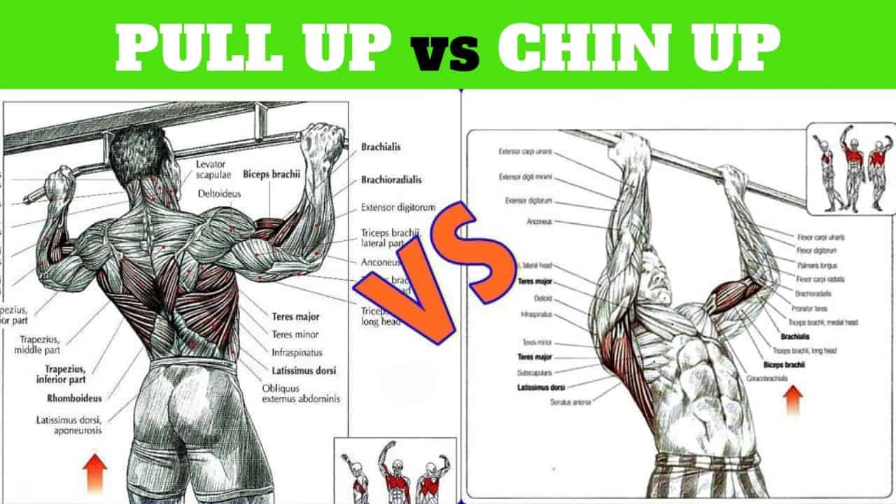 Pull Up vs Chin Up